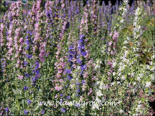 Tri-Color Hyssop mix (Hyssopus officinalis) 
A mixture of pink, blue and white flowers.